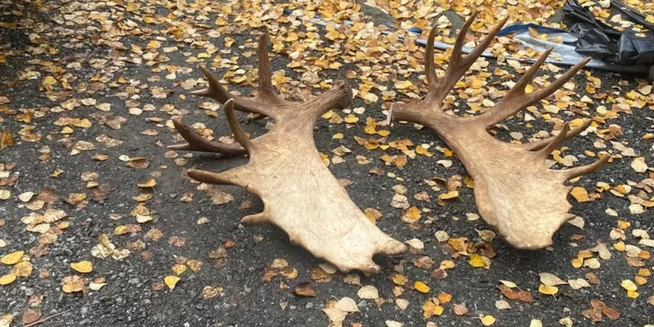 Racks returned! Couple reunited with stolen moose antlers