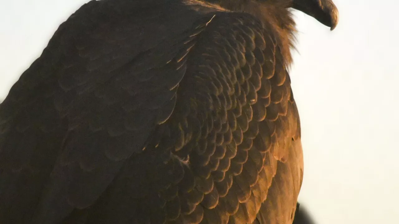 Hatched in captivity and raised by adoptive parents, an endangered condor is released to the wild