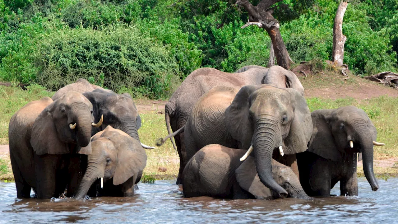 Botswana schlachtet unsere Dickhäuter: Kommen die Elefanten jetzt in Dosen zu uns?