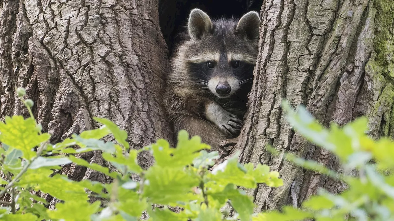 Invasive Arten: Ist der Waschbär ein Problem für Bayern?