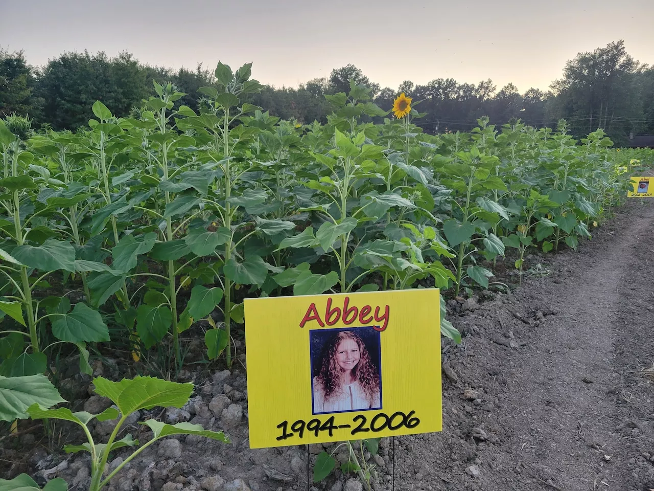 Sunflower field in full bloom, events planned: Short Takes on Avon, Avon Lake and North Ridgeville