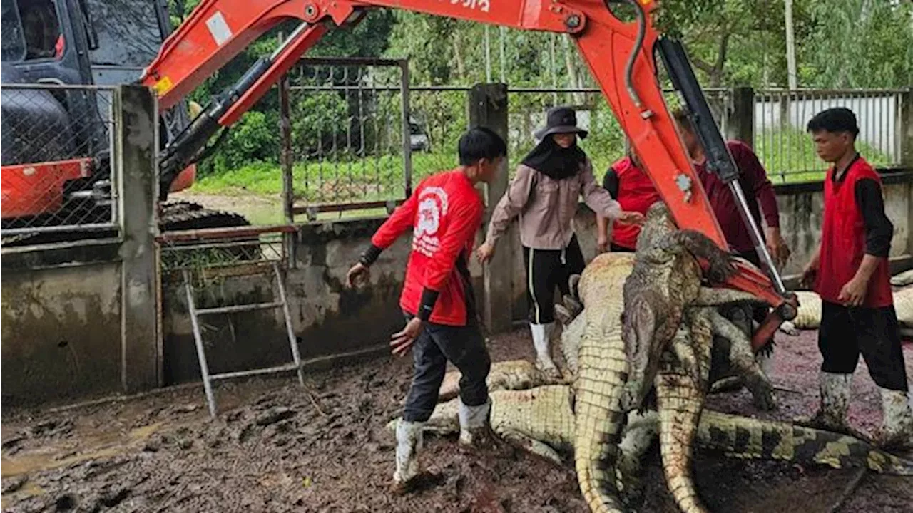 Petani Thailand Terpaksa Membunuh Lebih Dari 100 Buaya Siam Akibat Topan