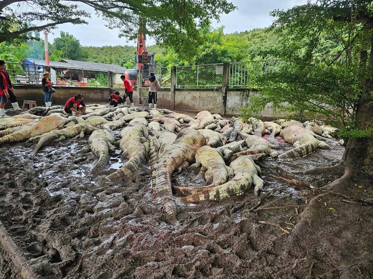 Criador de crocodilos mata mais de cem répteis ameaçados para evitar fuga após tufão