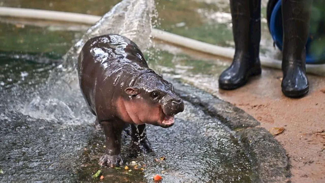 Criptomoneda de Moo Deng sube un 1.400% gracias a la viralidad del hipopótamo pigmeo tailandés