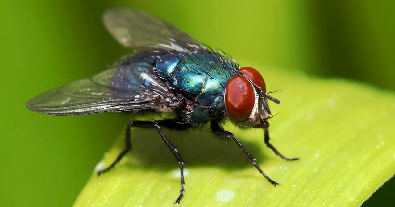 This hack could help you get rid of flies for good