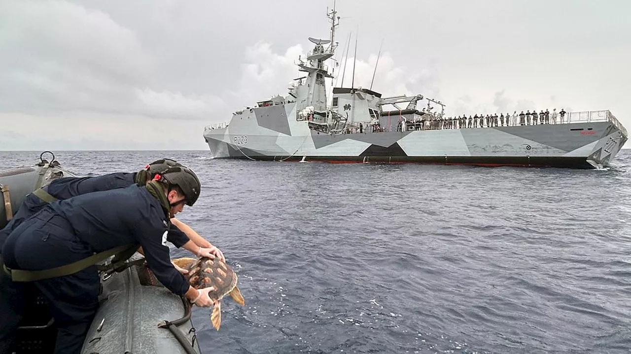 Royal Navy crew rescues six tropical turtles that washed up on UK beaches during Atlantic storm and...