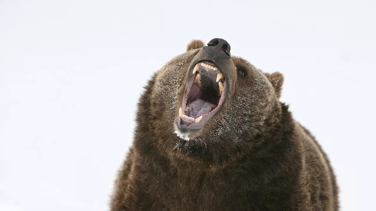 Would You Rather Face A Bear Or A Man? TikTok Debate Highlights Women's Safety Fears