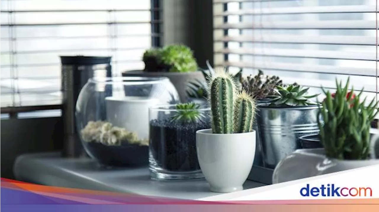 7 Tanaman Tahan Panas yang Cantik dan Menawan, Cocok buat di Rumah