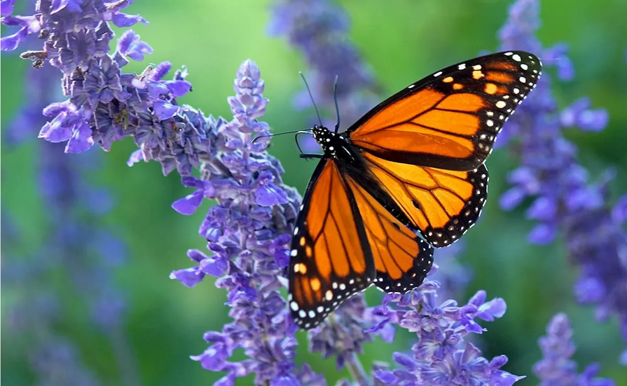 Esta es la planta que debes tener en tu jardín para atraer mariposas