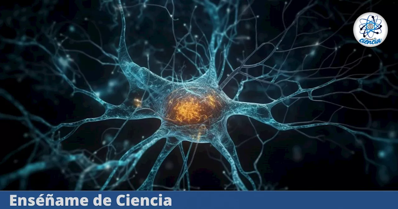 Según la ciencia, todavía creamos neuronas hasta los 90 años, solo hay un pequeño detalle