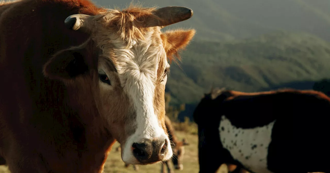 Uomo Morto Dopo L'Attacco Di Un Animale Imbizzarrito