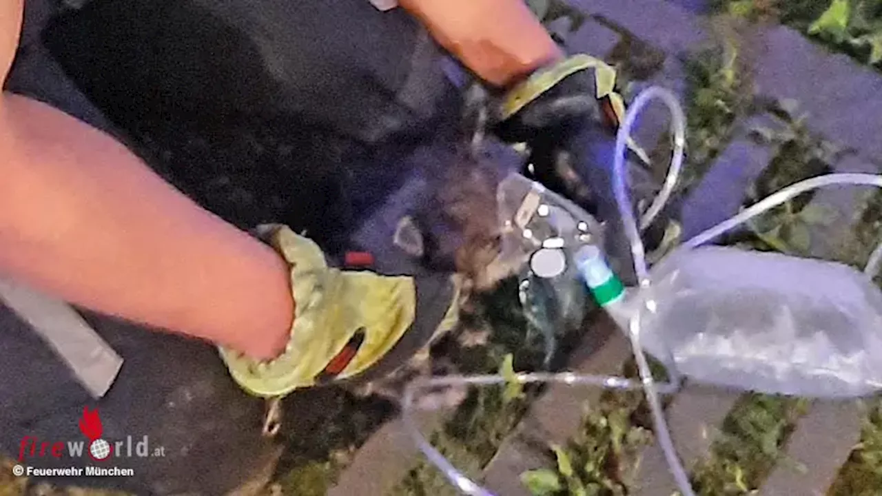 Zwei Katzen bei Zimmerbrand in München umgekommen