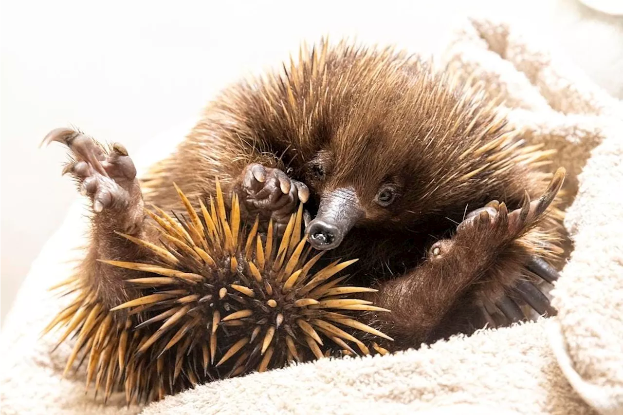 Tiger Shark Regurgitates An Echidna In A World-First Event