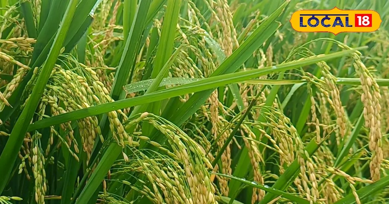 Paddy Crop: अंतिम 30 दिनों में किसान न करें ये 5 गलतियां, धान का उत्पादन हो जाएगा आधा