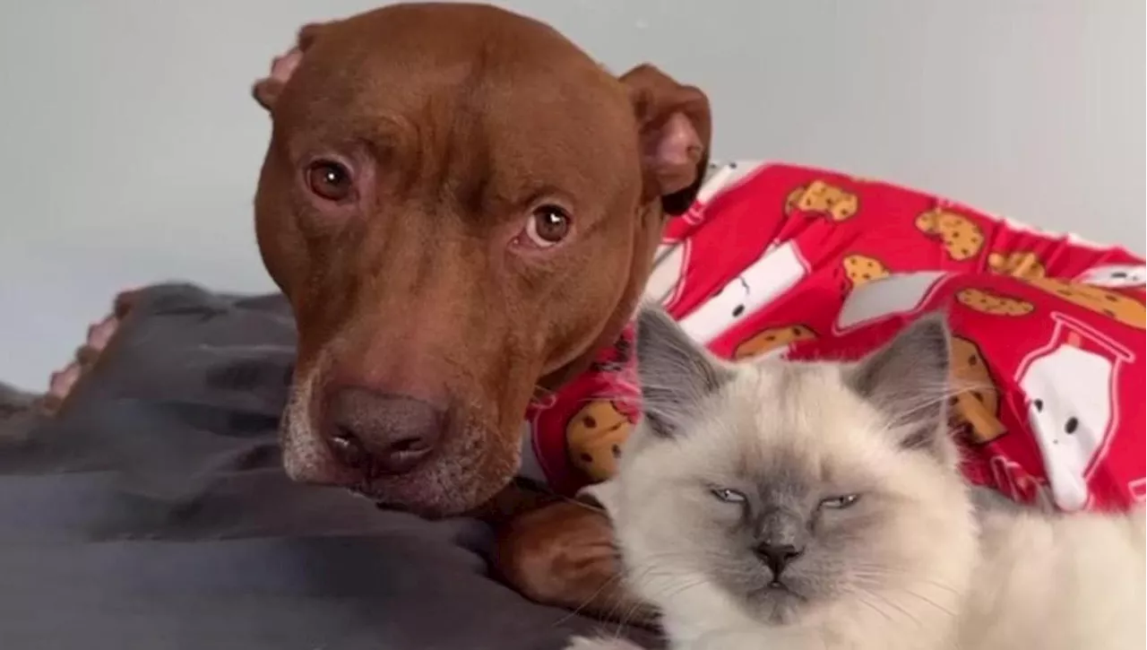 Opie il Pit Bull: crede di essere un gatto