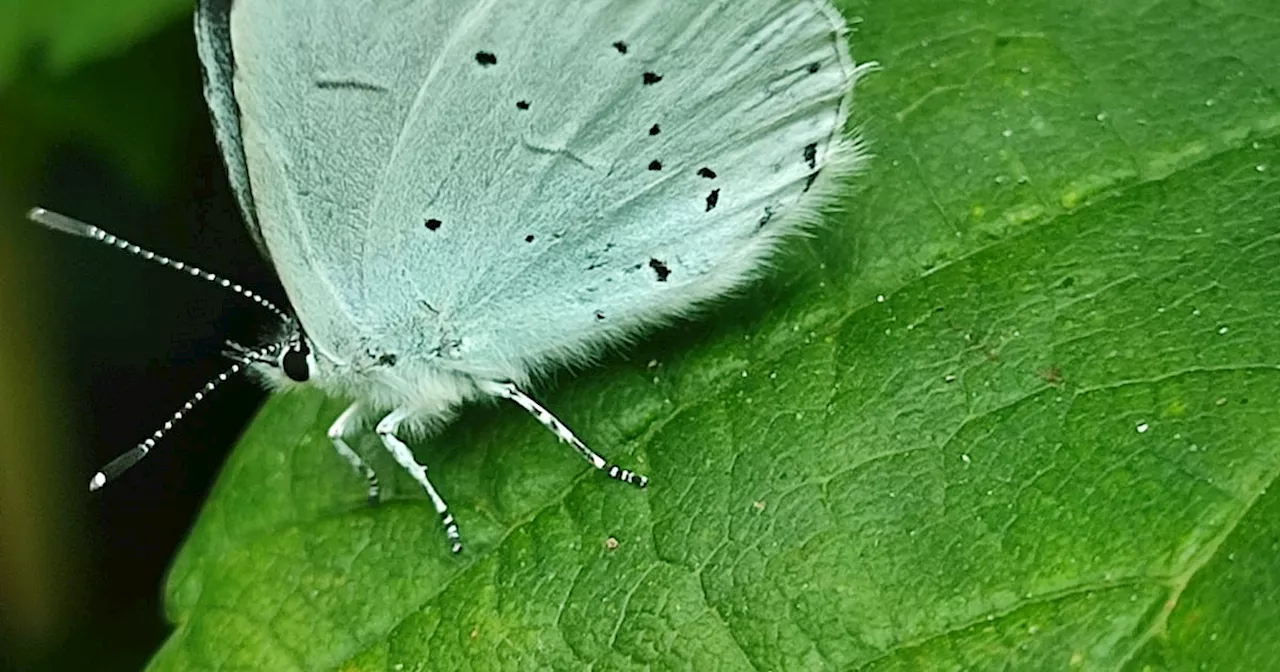 Holly Blue Butterfly Caught In The Garden