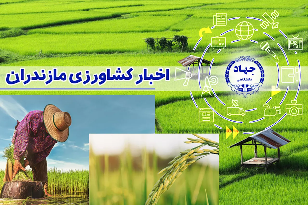 از صادرات ۱۲۵۵ تن مرکبات و کیوی تا جوجه‌ریزی ۸ میلیون قطعه‌ای در مازندران