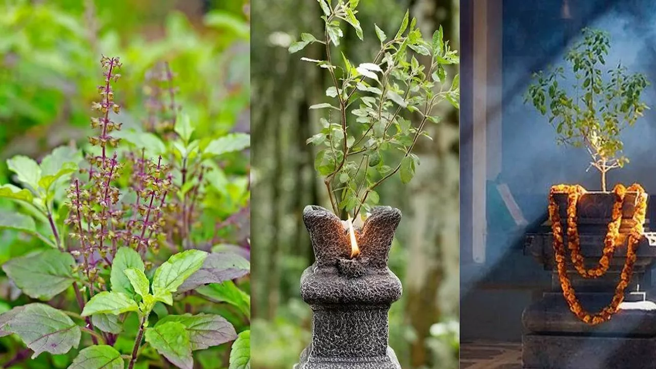 Tulsi Puja Niyam: रोजाना करते हैं तुलसी की पूजा, तो जरूर जानें ये बातें, वरना बढ़ सकती हैं मुश्किलें