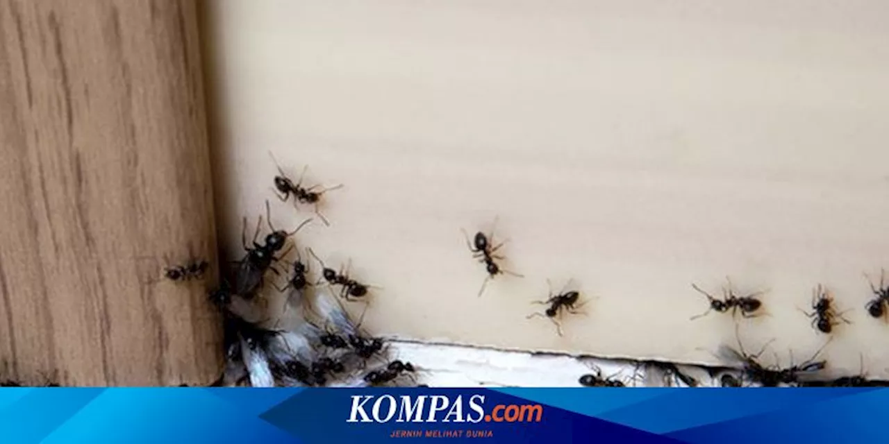 Krisan: Tanaman Cantik Pengusir Serangga