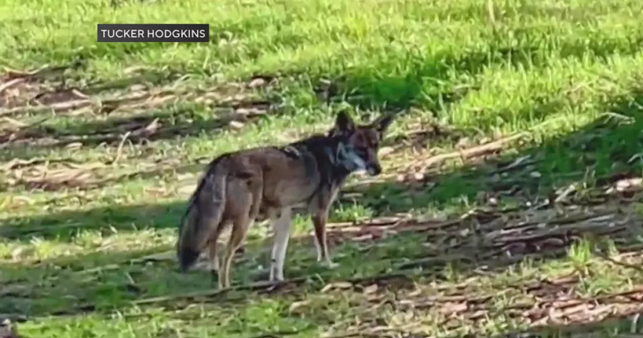 Coyote attacks on dogs at San Francisco Crissy Field have pet owners spooked