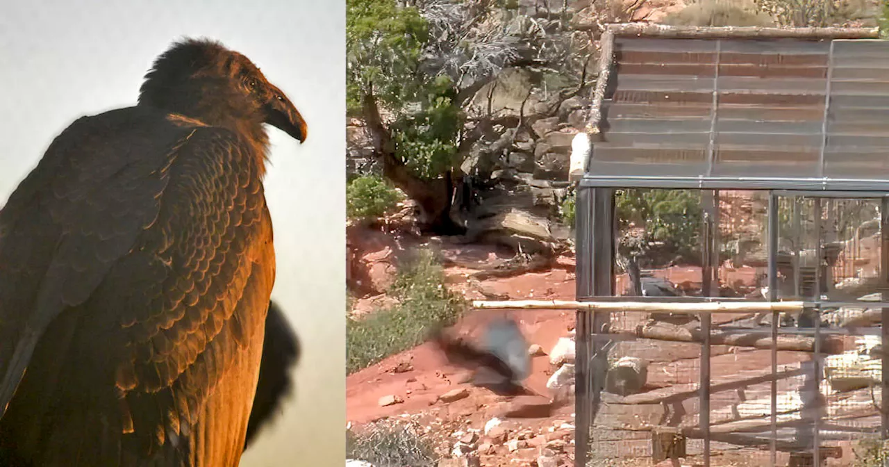 Miracle Condor Takes Flight In Grand Canyon Release