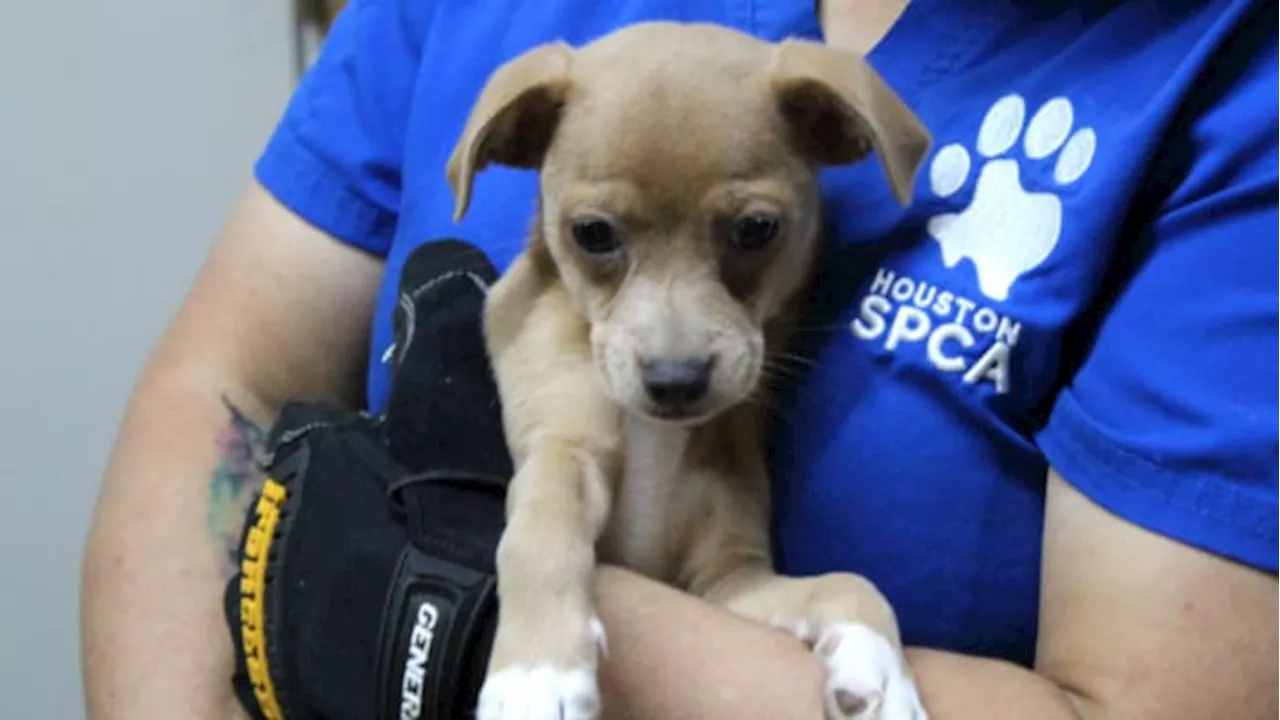 PHOTOS: Houston SPCA removes more than 800 animals from Galveston County pet store