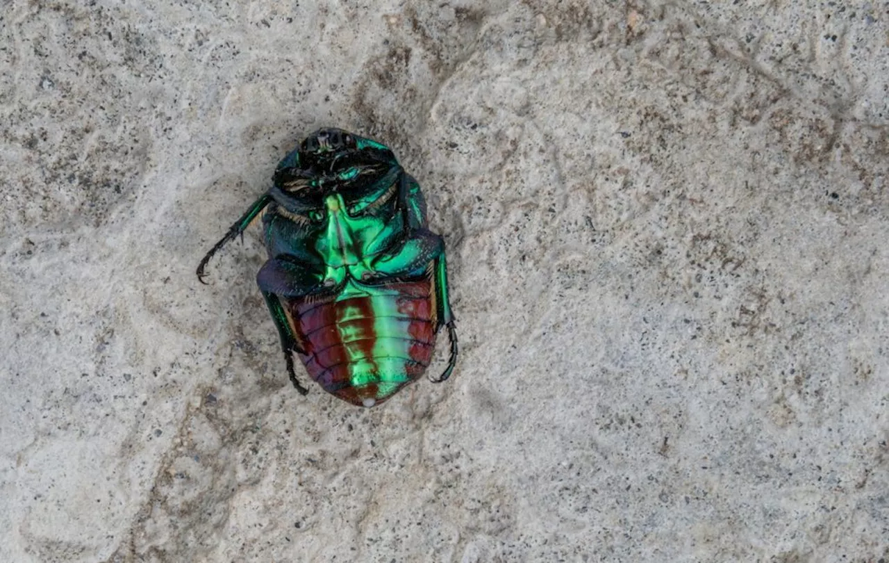 My Backyard Encounter with the Fascinating Life Cycle of Fig Beetles
