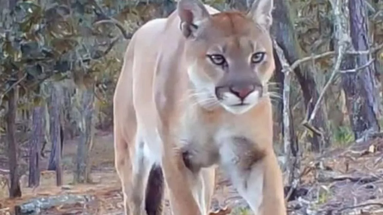 Atropellan a un puma en la carretera Silao- San Felipe