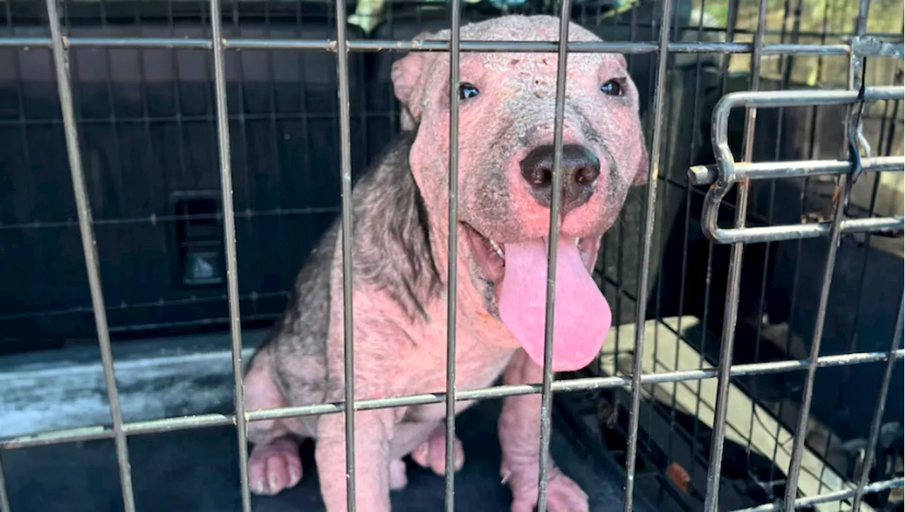 La sorprendente trasformazione di Steven, il cane che non poteva essere accarezzato