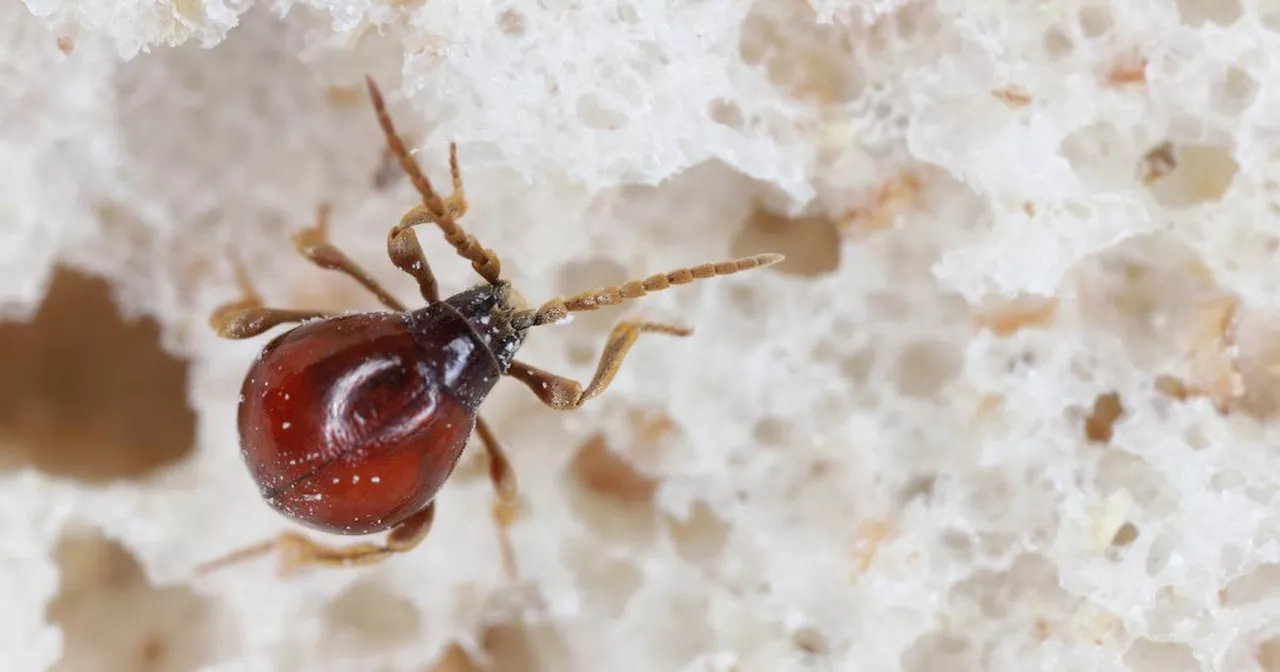 Comment se débarrasser des gibbiums à la maison ?