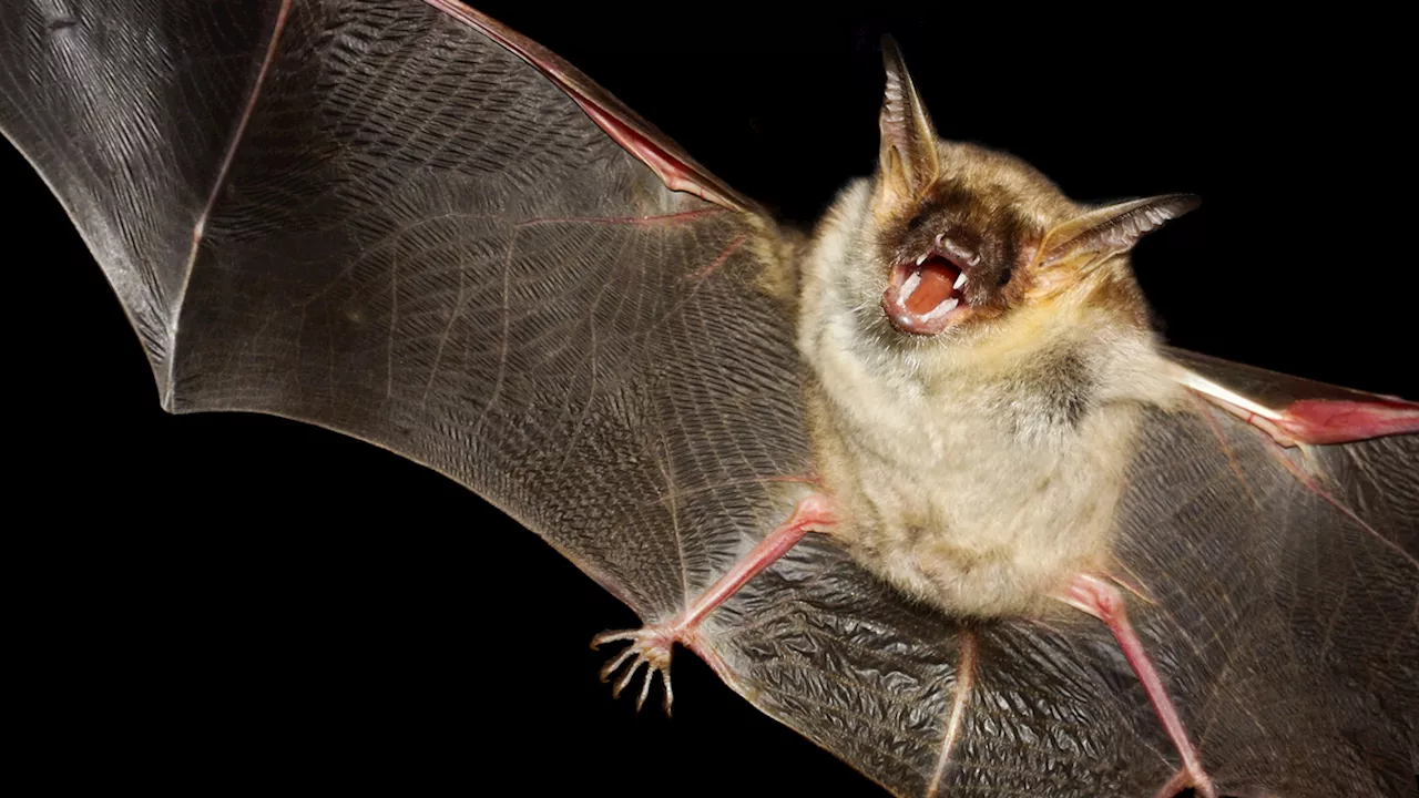 Public Health Officials Seek People Potentially Exposed To Rabid Bat At Safari Park