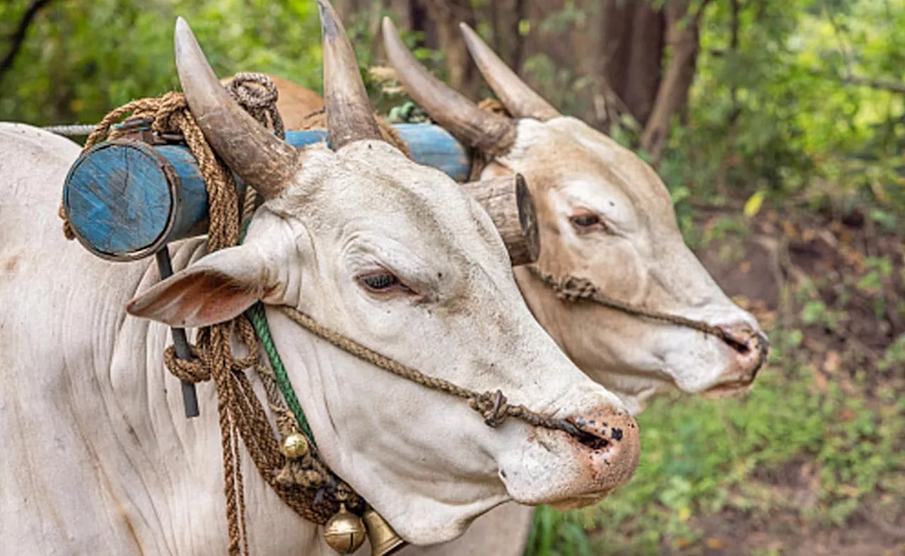 शौक&nbsp;बड़ी चीज है! बैलगाड़ी रेस के लिए कर्नाटक के इस किसान ने 36 लाख में खरीदी बैलों की जोड़ी