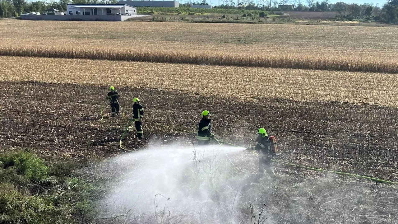 Bad Deutsch-Altenburg: Feld an der B9 stand in Flammen