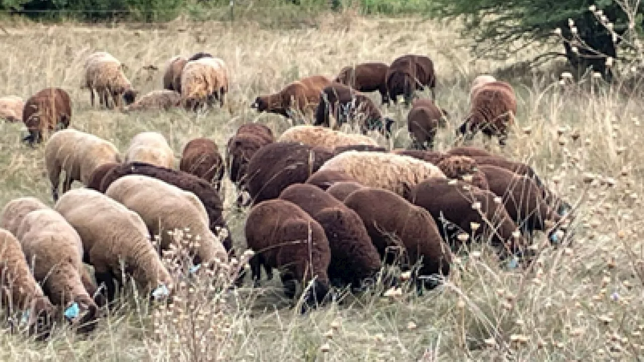 Beweidung der Hundsheimer Berge zum Schutz der seltenen Vegetation