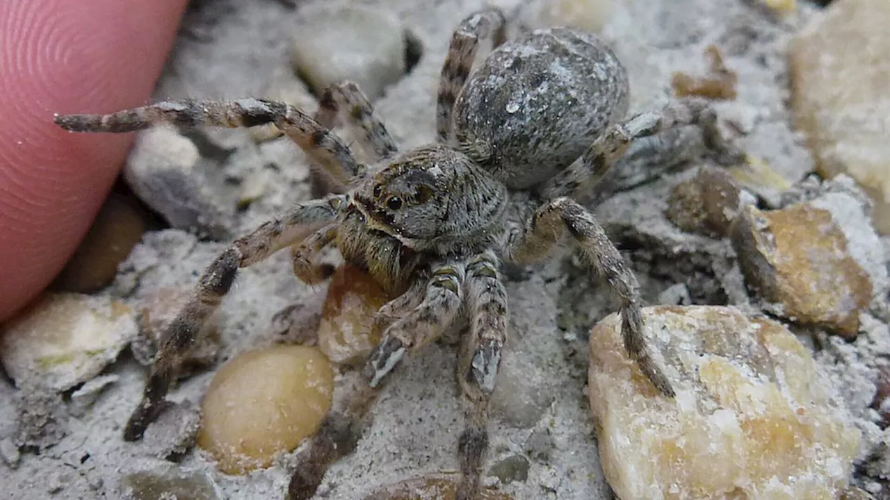 Diese exotische Spinne verbreitet sich bei uns