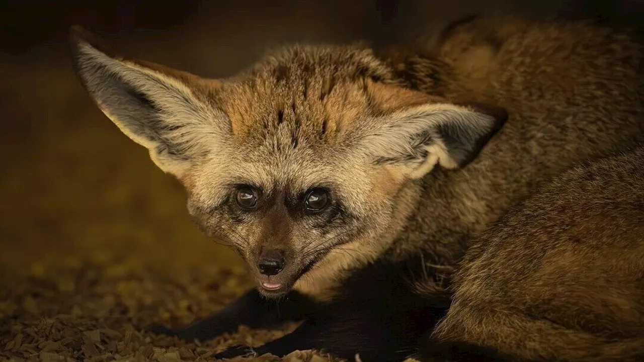 Wildhunde aus tschechischem Zoo ausgebüxt: Suche auch im Waldviertel