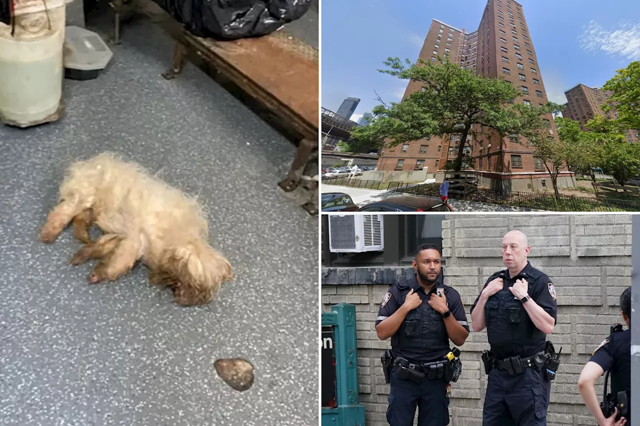 NYC dog lovers demand cops 'find and prosecute' sicko who tossed pup down 17-story trash