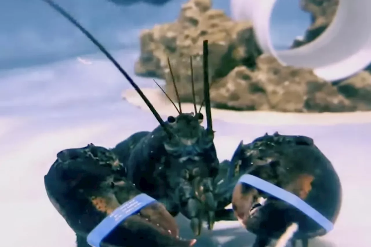 Two young eagle-eyed brothers spot rare one-in-two-million blue lobster 'Bandit' in grocery store fish tank