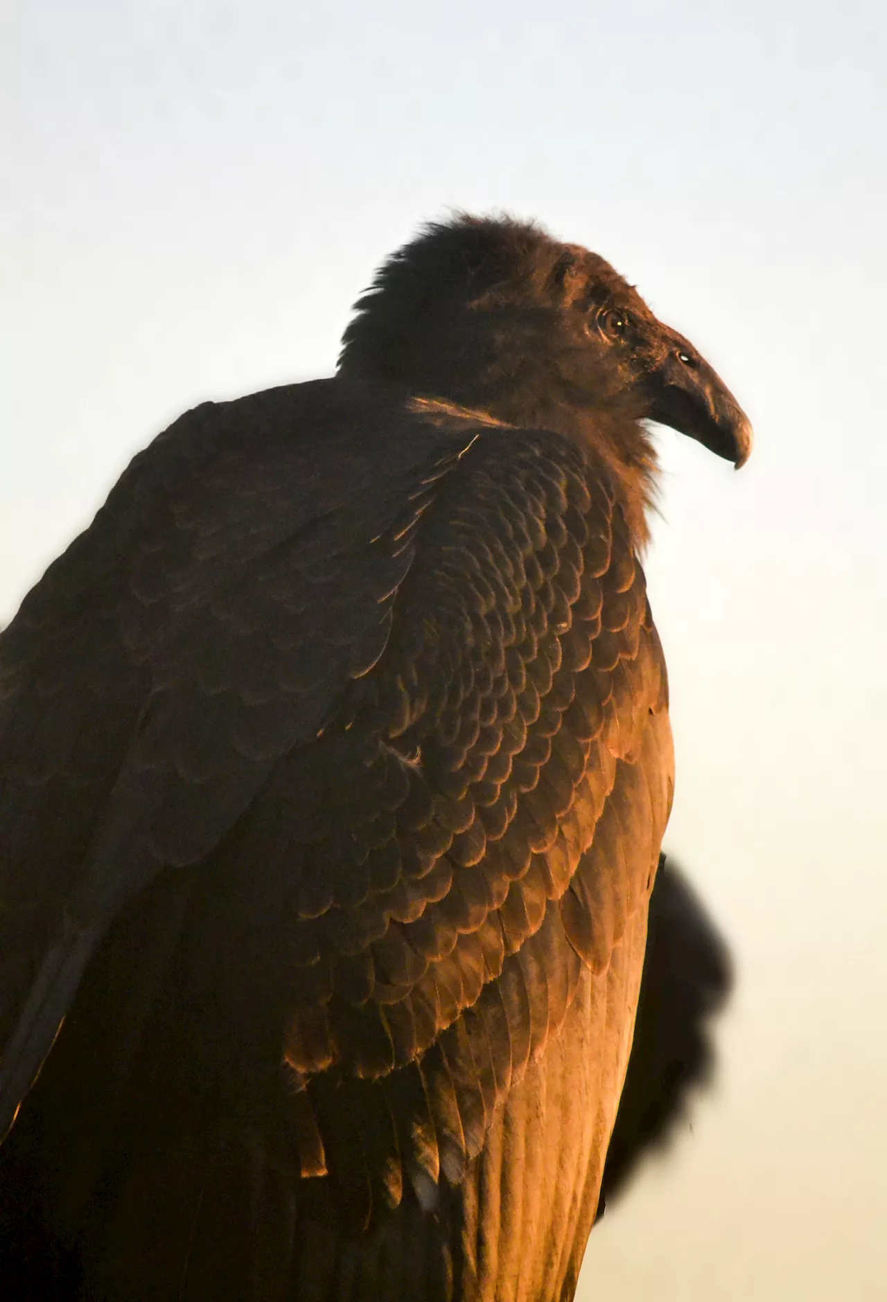 A rare condor hatched and raised by foster parents in captivity will soon get to live wild