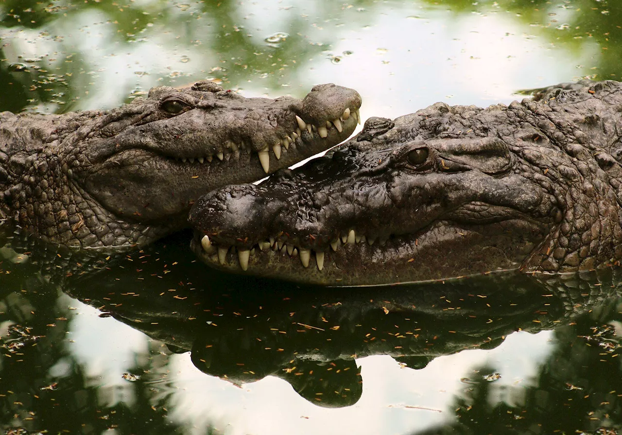 Understanding wildlife key to human-crocodile coexistence, says expert