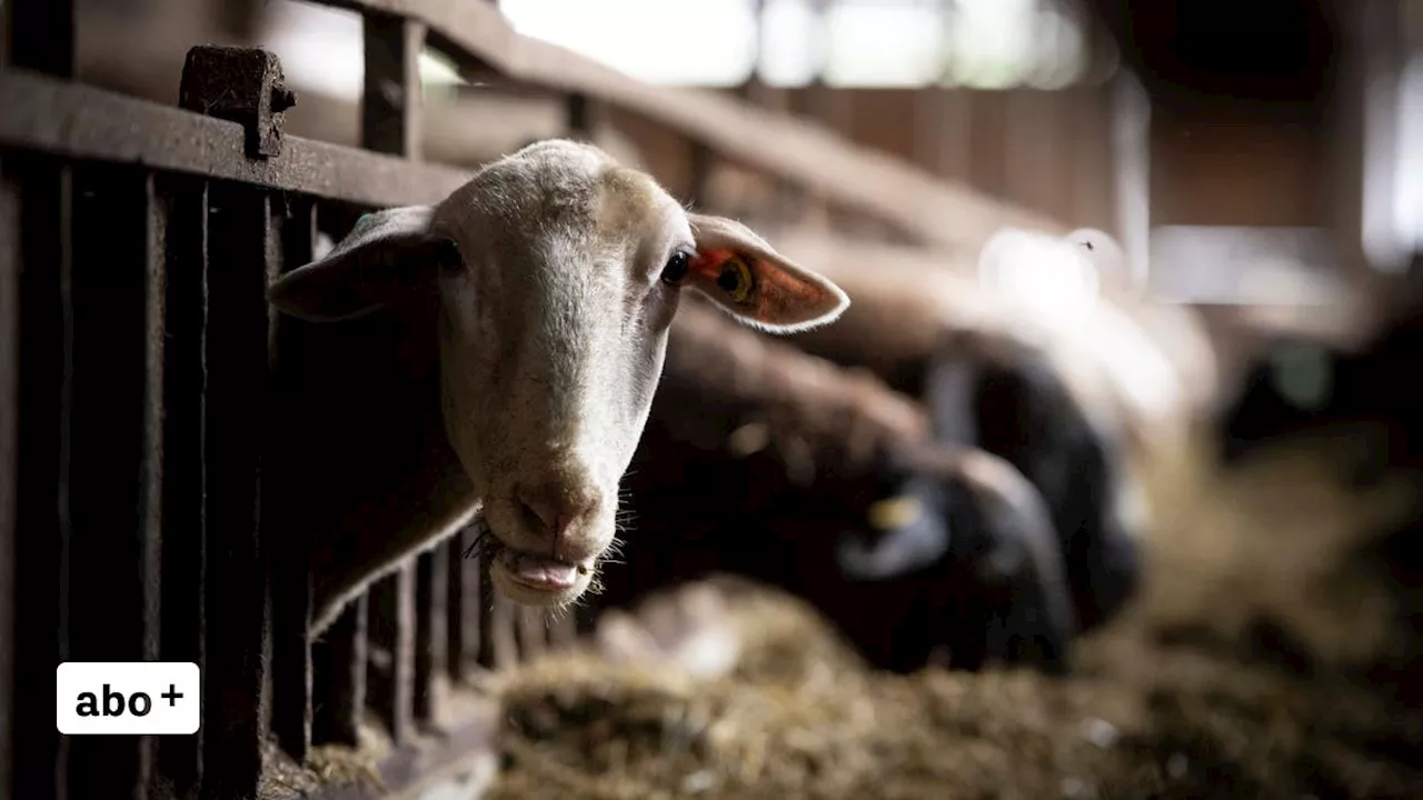 Schon sieben Schaf- und Rindviehbetriebe betroffen: Die Blauzungenkrankheit breitet sich im Appenzellerland aus