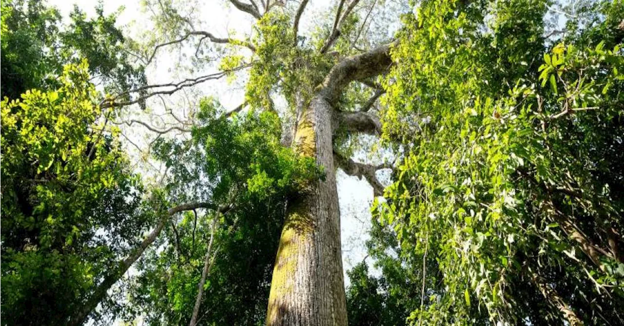 Em NY, Helder Barbalho cria Parque das Árvores Gigantes da Amazônia no PA