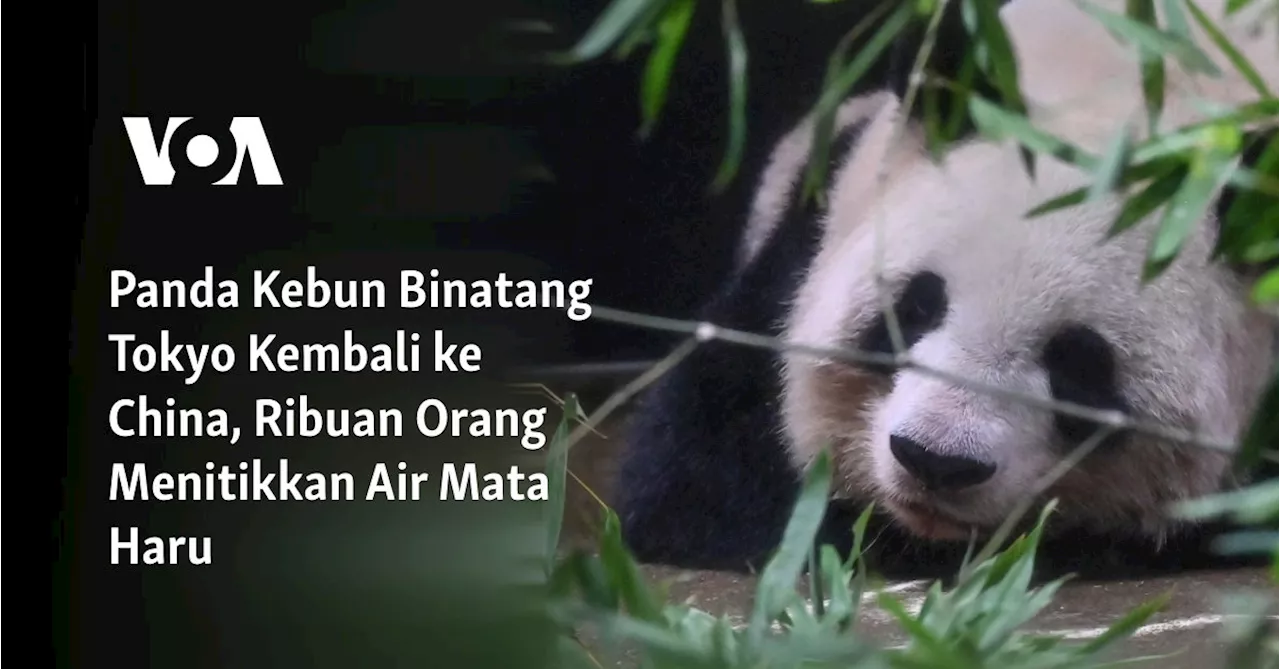 Ribuan Penggemar Berkabung Saat Panda Shin Shin dan Ri Ri Pulang ke China