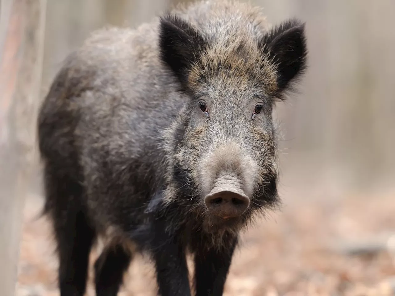 Blutige Wildschwein-Attacke: Pilzsammler in Niederbayern schwer verletzt