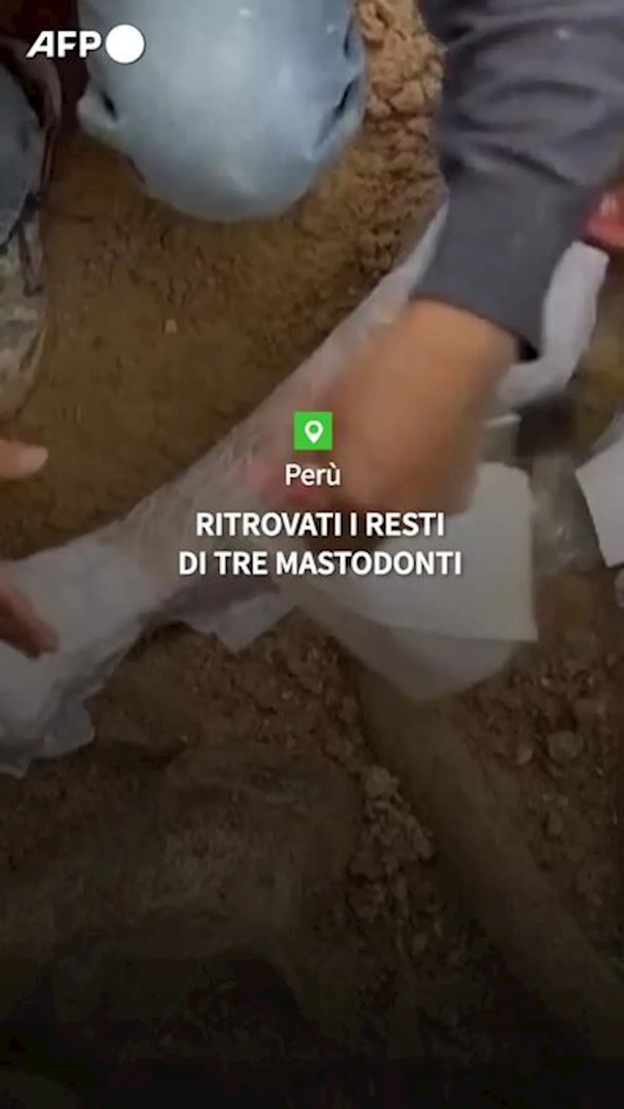 Peru', ritrovati i resti di tre mastodonti