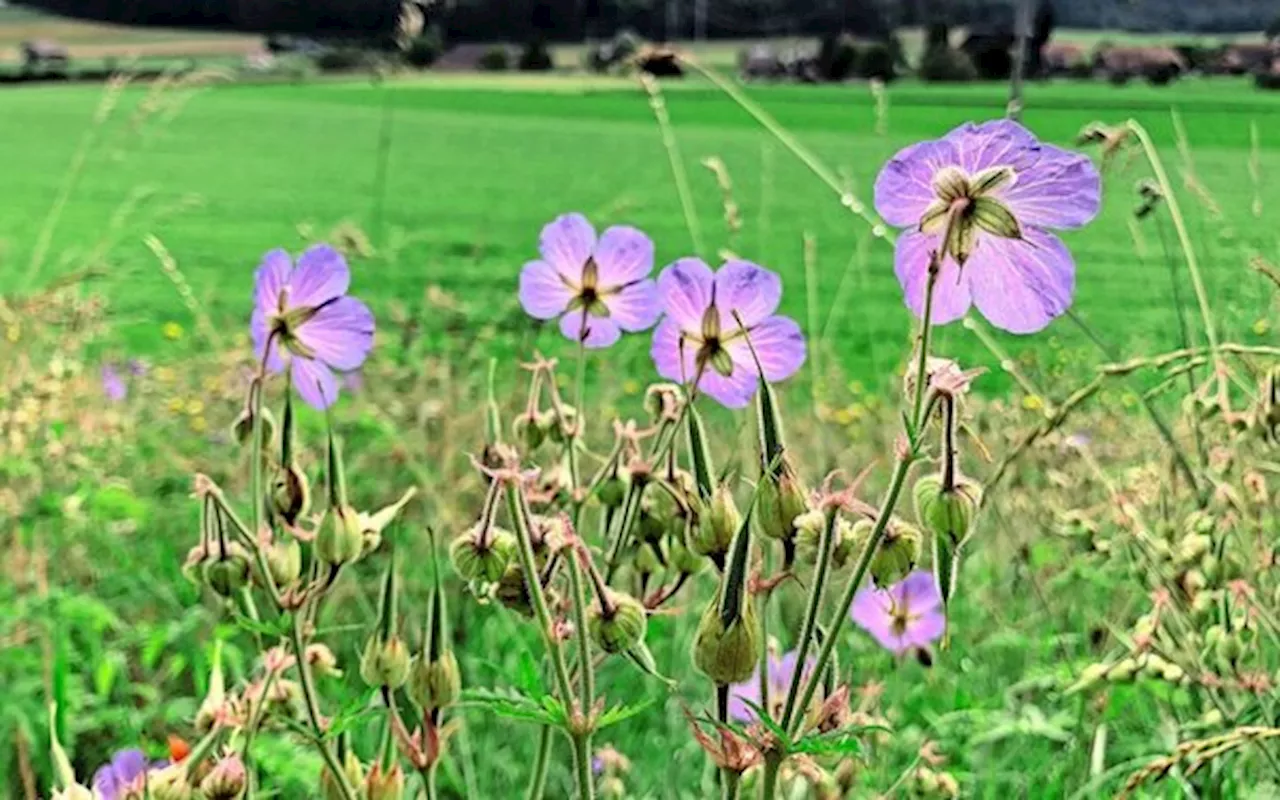 Biodiversitäts-Aktionsplan: Kritik an Bundesrats-Entwurf