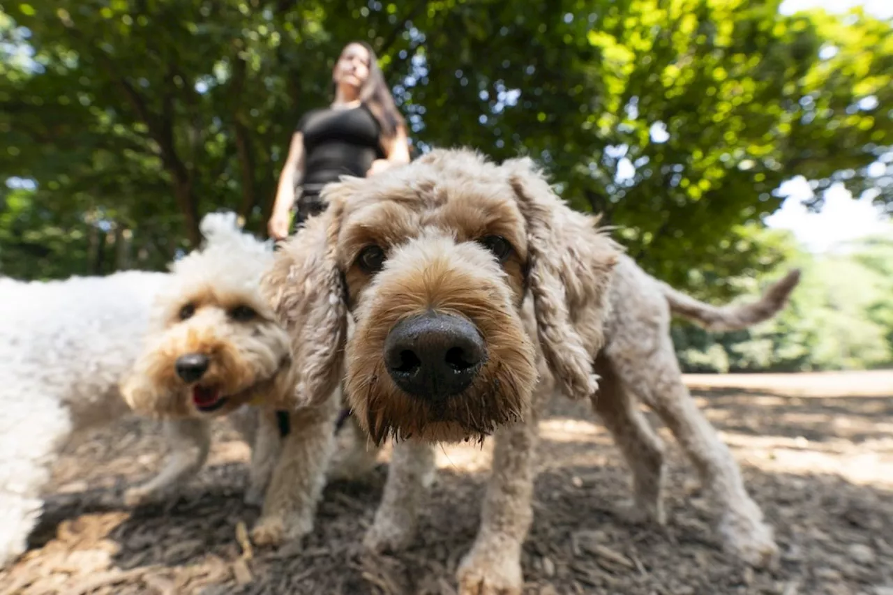 Pet travel booms but border crossings can be a hassle