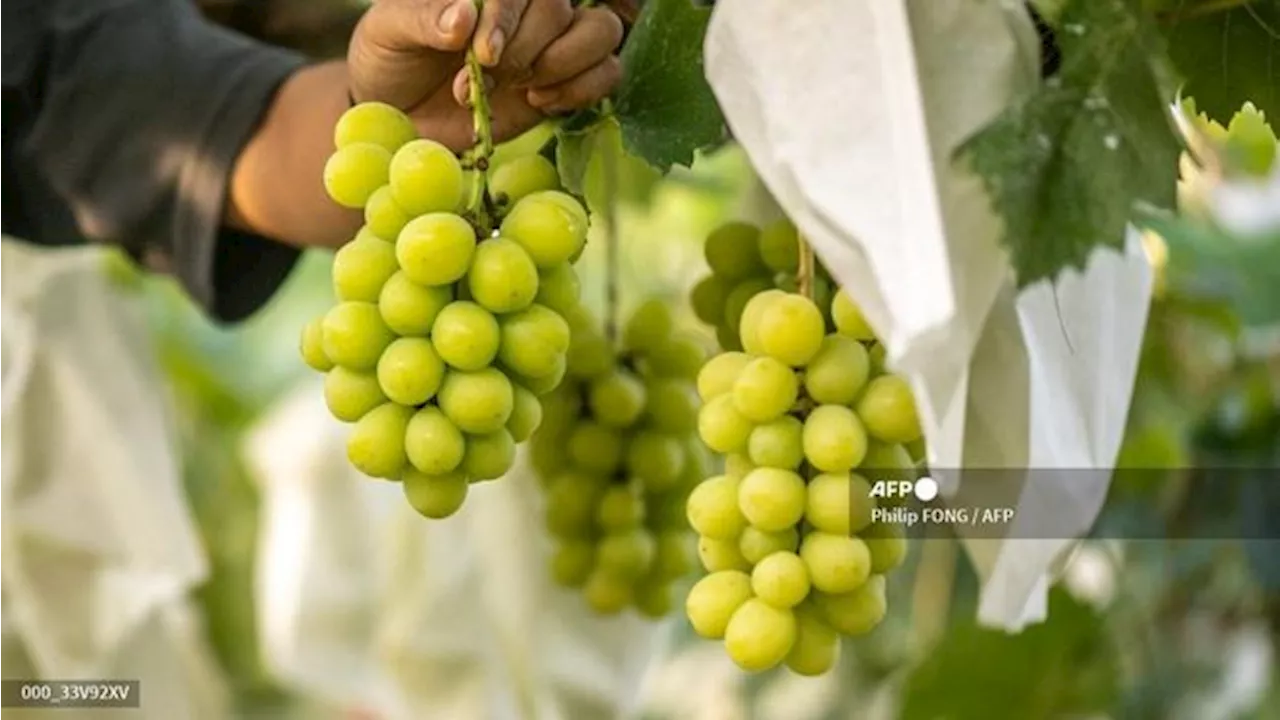 Mantap! Anggur Muscat di Transmart Diskon Gede-gedean