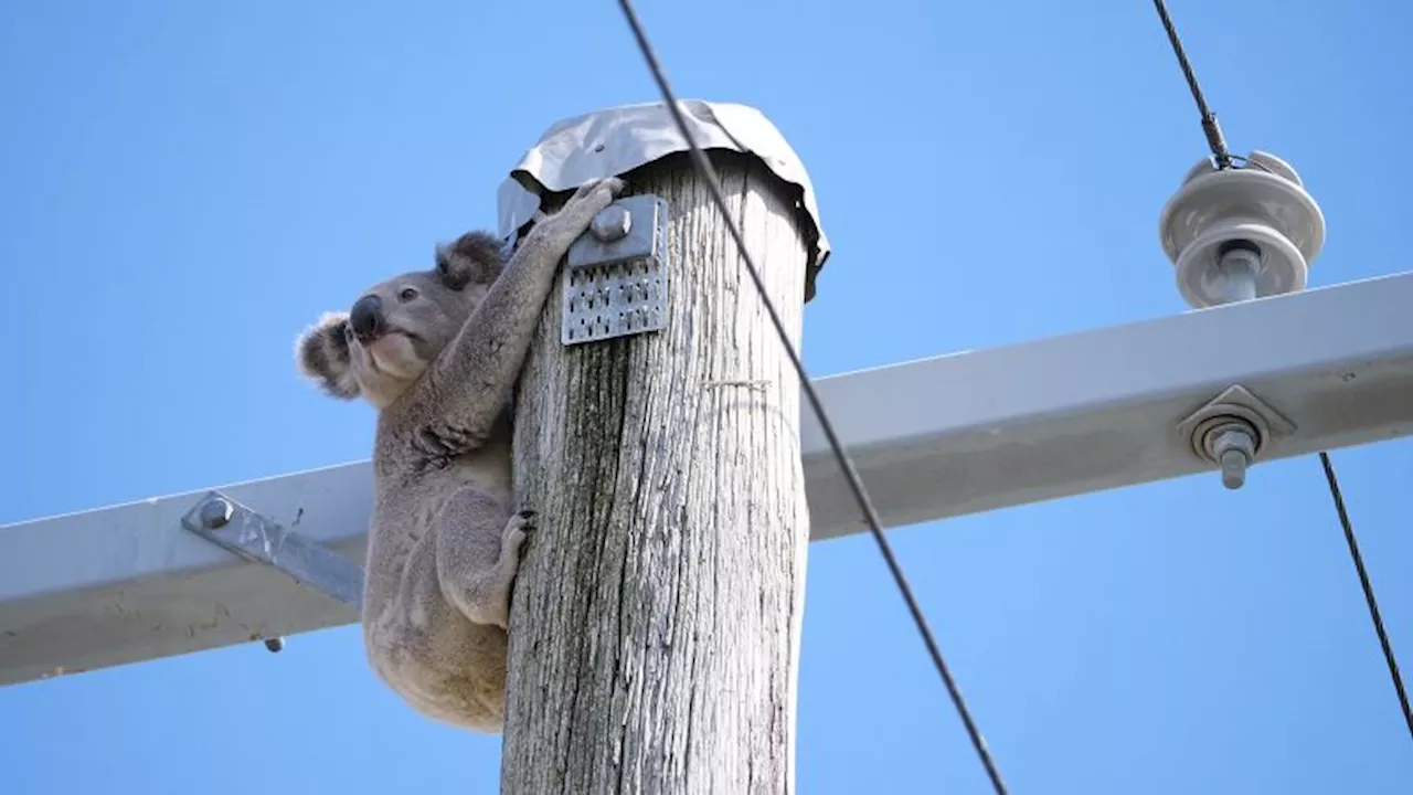 Koala Versus Husky: Suburban Backyard Battle Caught on Camera