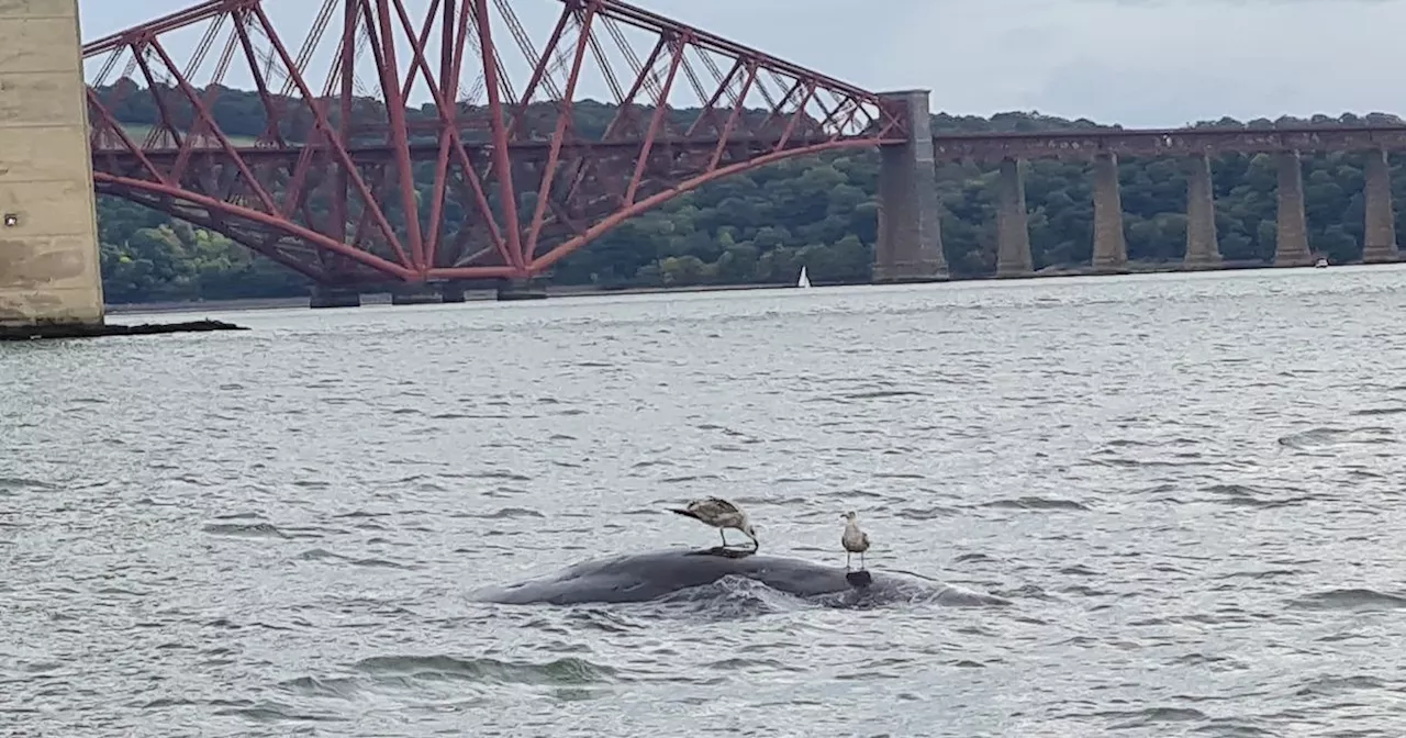 Massive dead whale washes up on Scots coastline